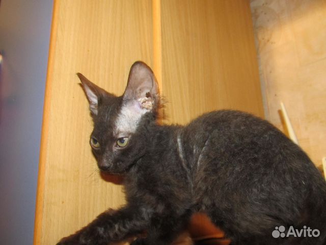 Продам котёнка донской сфинкс браш купить на Зозу.ру - фотография № 1