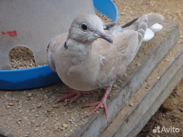 Горлица смеющаяся