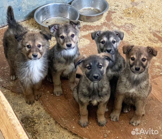 Купить Щенка В Тюмени Недорого На Авито