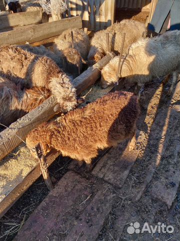 Овцы Курдючные породы с ягнятами купить на Зозу.ру - фотография № 7