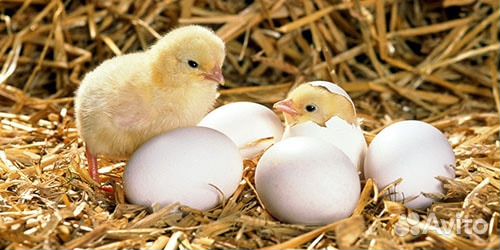 Инкубационные яйца, цыплята, перепелята