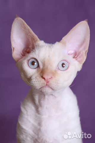 Котик девон-рекс голубоглазый
