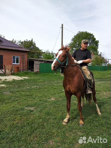 Продается конь купить на Зозу.ру - фотография № 6