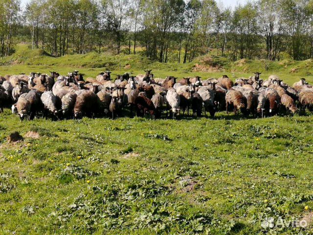 Овцы и ягнят романовский породы купить на Зозу.ру - фотография № 1
