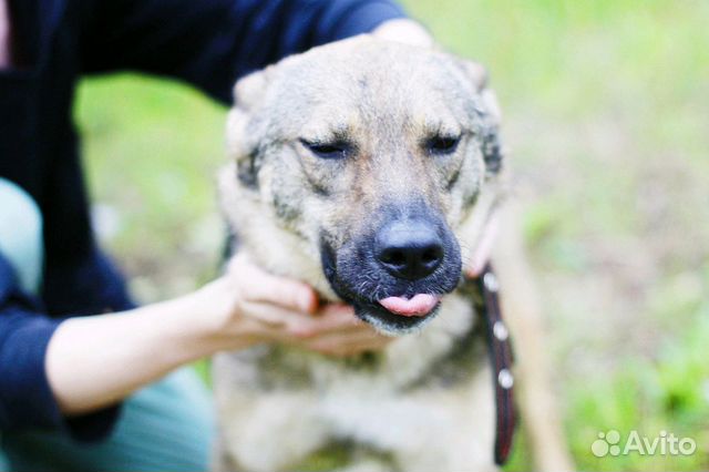 Смешная собака Томми в добрые руки купить на Зозу.ру - фотография № 7