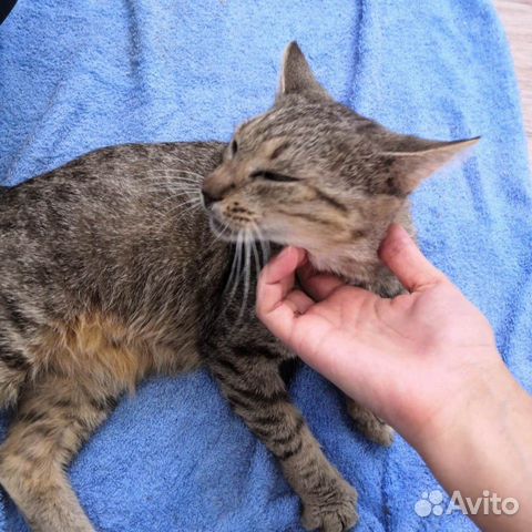 Ласковая стерилизованная кошечка Ласковая стерилизованная кошечка