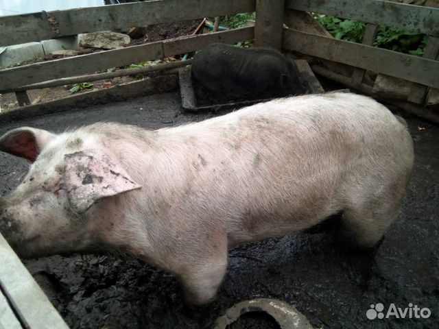 Продам свинью купить на Зозу.ру - фотография № 1