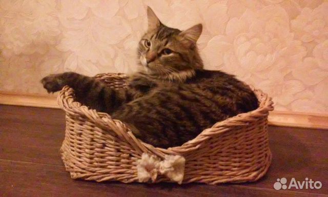 Лежанки и домики для кошек плетеные купить на Зозу.ру - фотография № 2