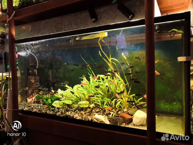 Продаются пять аквариумов с двумя стеллажами объём купить на Зозу.ру - фотография № 2