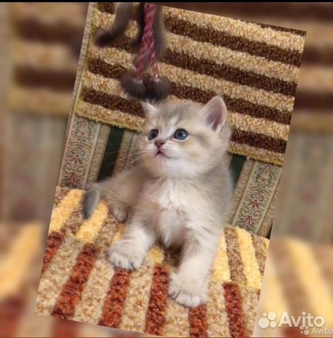Британские котята Шиншиллы купить на Зозу.ру - фотография № 5