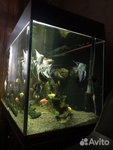 Продаю аквариум с рыбками купить на Зозу.ру - фотография № 9