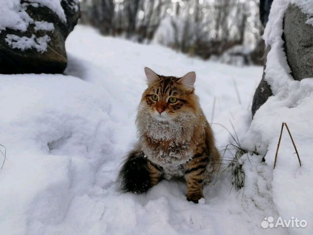 Сибирский кот ищет невесту купить на Зозу.ру - фотография № 3