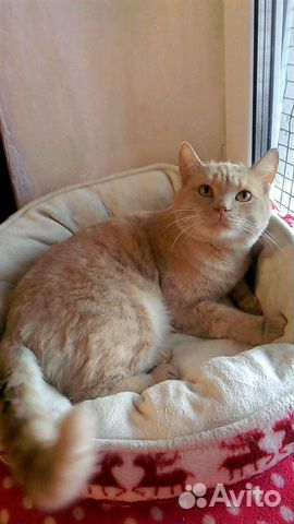 Котик Чип Котик Чип