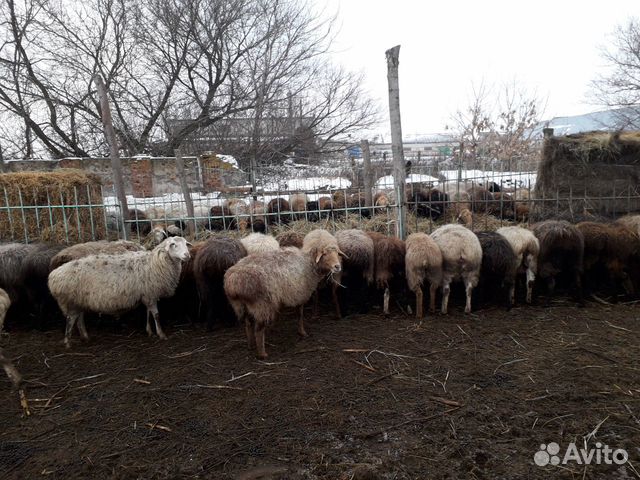 Купить Ягнят Овец В Ростовской Обл