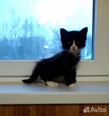 Котёнок 3 мес. приучен к лотку для туалета купить на Зозу.ру - фотография № 3