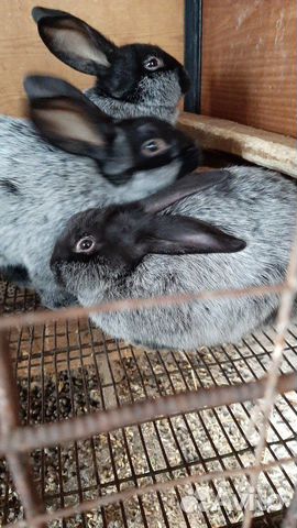 Кролики мясных пород.Полтавское серебро купить на Зозу.ру - фотография № 1