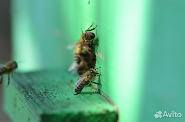 Пчелопакеты,пчеломатки Карника купить на Зозу.ру - фотография № 9