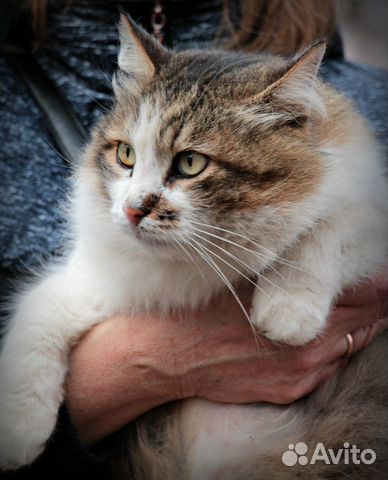 Котик Родинка для вашей души Котик Родинка для вашей души