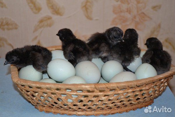 Инкубационное Яйцо китайских кур купить на Зозу.ру - фотография № 4