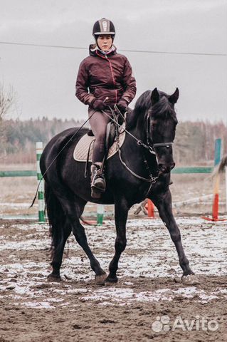 Продажа лошади купить на Зозу.ру - фотография № 5