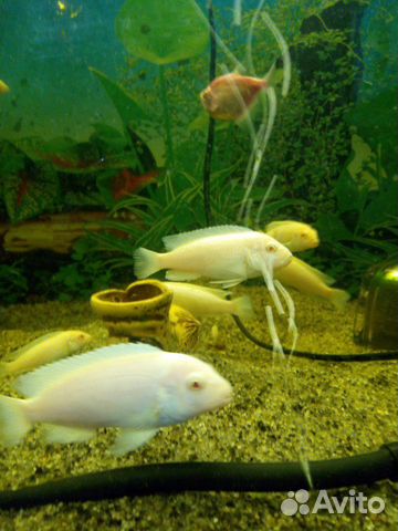 Рыбки цихлиды Белый Принц купить на Зозу.ру - фотография № 3