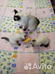 Котята от тайских родителей купить на Зозу.ру - фотография № 1