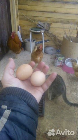 Яйцо инкубационное куриное и перепелиное, цыплята купить на Зозу.ру - фотография № 1