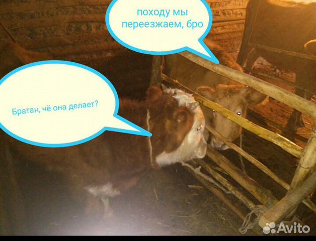 Бычок, и теленок купить на Зозу.ру - фотография № 3