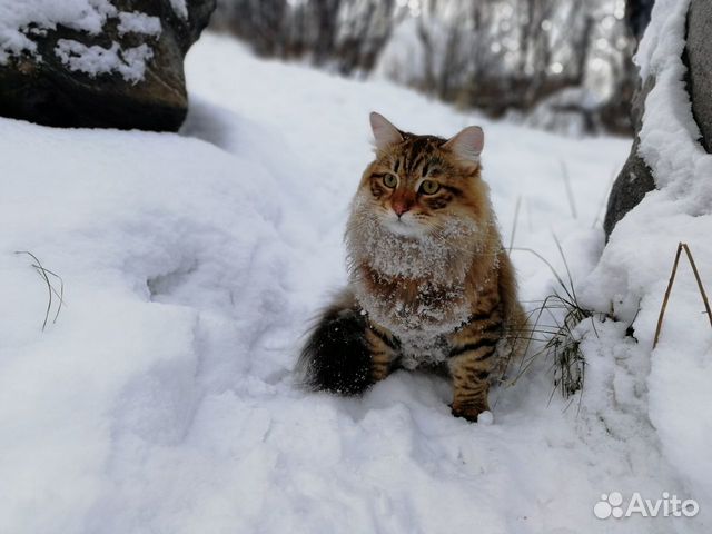 Вязка. Сибирский кот ищет невесту купить на Зозу.ру - фотография № 1