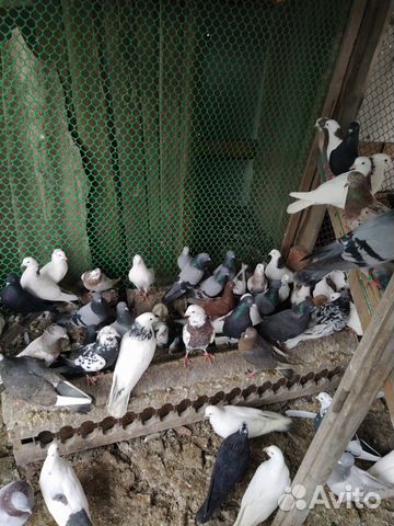 Высоколетные летные голуби купить на Зозу.ру - фотография № 1
