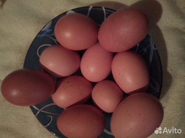 Инкубационное яйцо Маран купить на Зозу.ру - фотография № 2