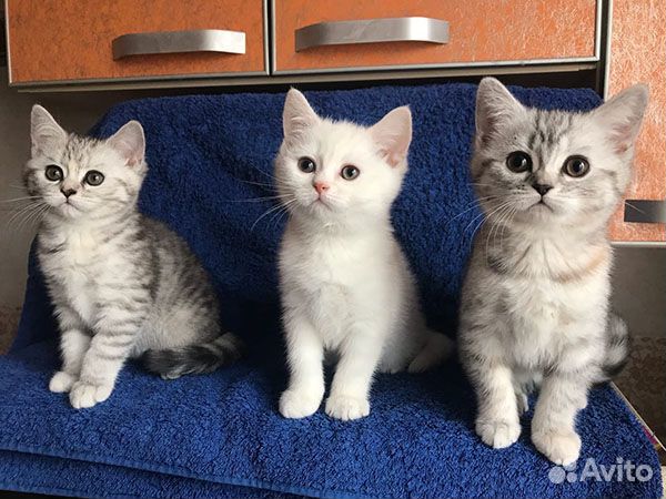 Симпатичные котята британчики купить на Зозу.ру - фотография № 6