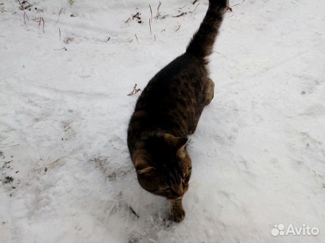 Найден кот купить на Зозу.ру - фотография № 2