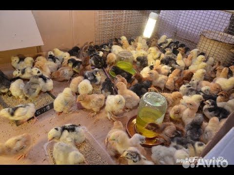 Яйца Куриные, Перепелиные, Утиные купить на Зозу.ру - фотография № 3