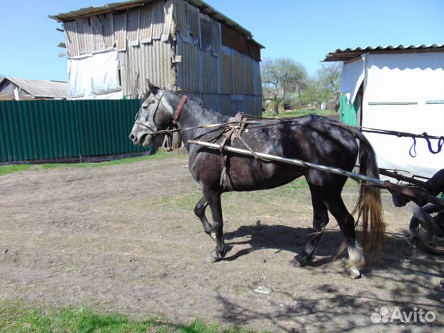 Продажа Лошадей В Воронежской Области