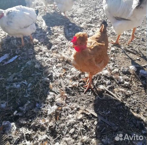 Цыплята суточные купить на Зозу.ру - фотография № 4
