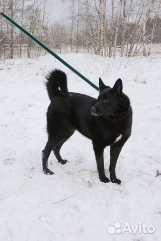 Чёрная красавица собака Ночь в дар купить на Зозу.ру - фотография № 2