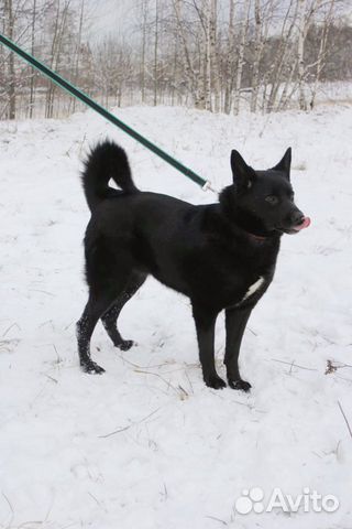 Чёрная красавица собака Ночь в дар купить на Зозу.ру - фотография № 6