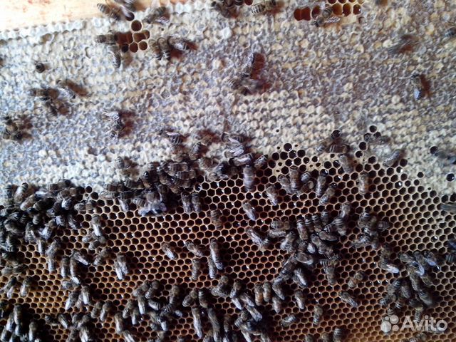Продам пасеку на 4 пчелосемьи купить на Зозу.ру - фотография № 2