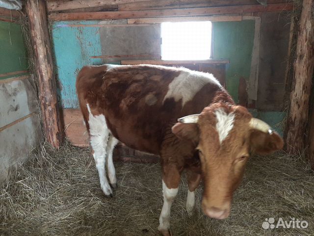 Продам корове стельную купить на Зозу.ру - фотография № 2