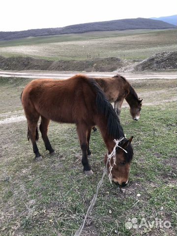 Лошадь и жеребёнок купить на Зозу.ру - фотография № 4
