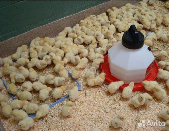 Цыпленок суточный "Кобб 500" купить на Зозу.ру - фотография № 1