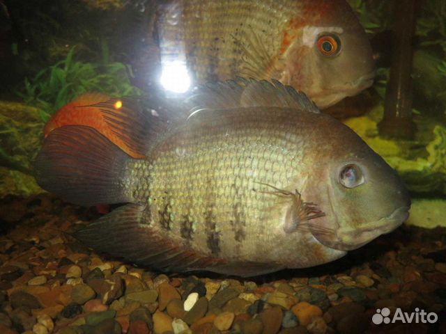 Продам аквариумных рыб купить на Зозу.ру - фотография № 5