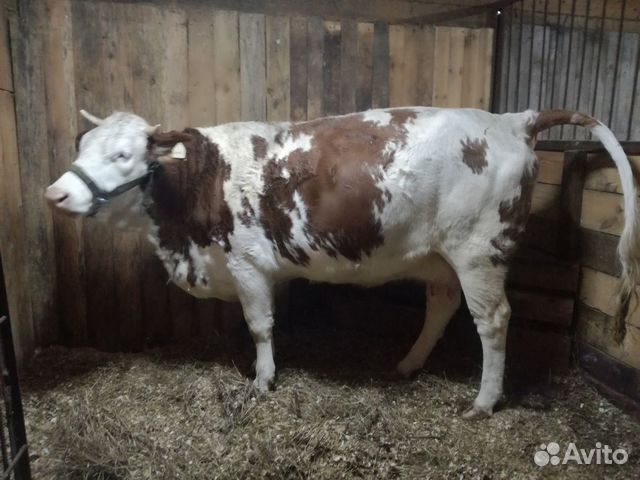 Продам коров, телочек купить на Зозу.ру - фотография № 3