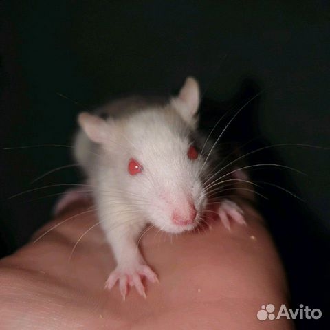 Крысята купить на Зозу.ру - фотография № 4