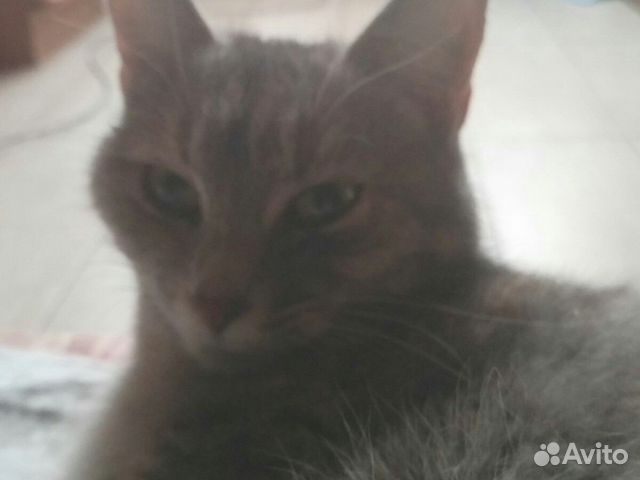 Ласковая кошка Соня купить на Зозу.ру - фотография № 5