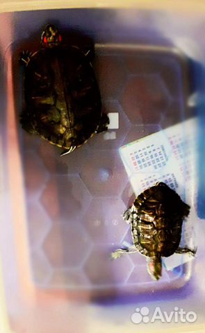 Краснаухая черепаха купить на Зозу.ру - фотография № 3
