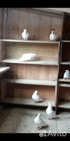 Армянские поющие голуби купить на Зозу.ру - фотография № 7