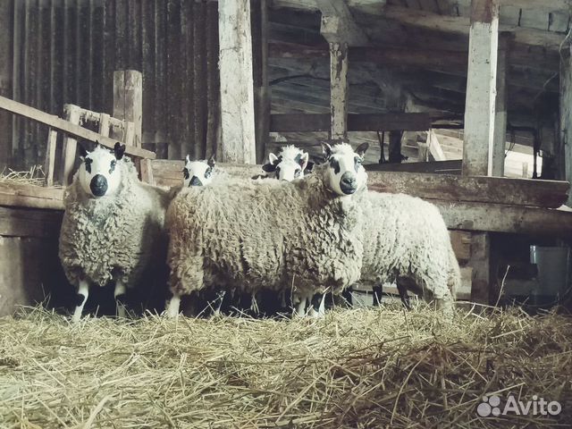Kerry-Hill (кэрри хил) овцы длиннотощехвостые мясо купить на Зозу.ру - фотография № 4