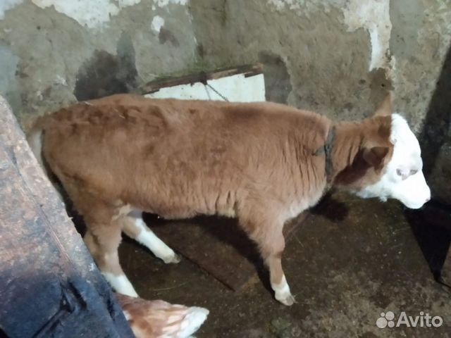 Корова и телёнок купить на Зозу.ру - фотография № 5